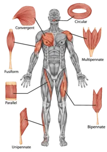 Detailed anatomical diagram of muscle fiber types, explaining fusiform vs. bipennate muscle structures and their impact on the muscle pump effect